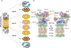 Netchop has been trained on human data only, and will therefore presumably have better performance for prediction of the cleavage sites of the human proteasome. The 26s Proteasome Complex A Schematic Diagram Depicting The Two Download Scientific Diagram