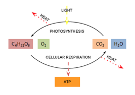 Cellular respiration requires fuel which is glucose and oxygen gas. Photosynthesis And Metabolism Nutrition Science And Everyday Application