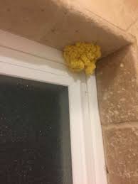 It is of no harm to humans in most of the cases. Know The Signs Of Yellow Mold And How To Get It Removed