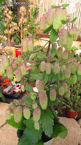 Image result for Bryophyllum
