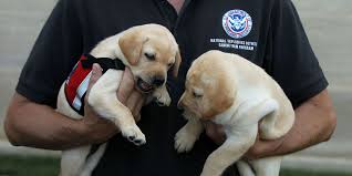 They have been vaccinated twice, dewormed, spay and neutered and microchipped. The Tsa Wants You To Adopt Dogs Dogs That Failed Explosive Testing Training Up For Adoption