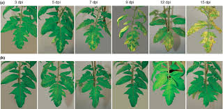 Image result for tomato seedling botrytis