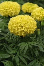 Image result for Tagetes erecta