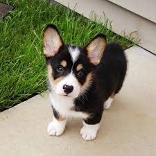 Moose The Corgi Instagram Cute Adorable Tri Color Pembroke Welsh Corgi Puppy Pets Dogs Welsh Corgi Puppies Pembroke Welsh Corgi Puppies