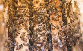 Image result for honeybees nyc