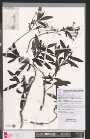 Image result for Olea chimanimani