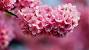 Wallpaper Hd Nature Flower For Mobile