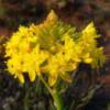 Image result for Bulbine capitata