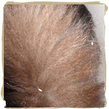 How To Identify Treat And Prevent Tapeworms In Cats Pethelpful