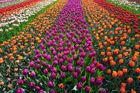 All online purchases are safe and secure so you have to worry. Sea Of Flowers Designincredible