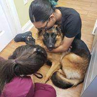 She is a changed dog from the chiropractics and acupunture. Holistic Pet Care 125 Paterson Ave Little Falls Nj Veterinarians Mapquest