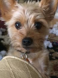 Maybe you would like to learn more about one of these? Bennington Vt Yorkie Yorkshire Terrier Meet Ziggy A Pet For Adoption