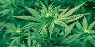 We did not find results for: The 21 Best Weed Games Ever Honest Marijuana