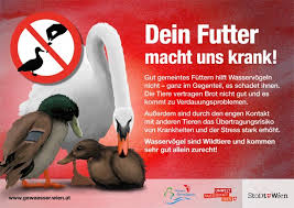 Wasservogel Wie Schwane Oder Enten Nicht Futtern