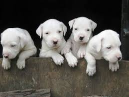 Advice from breed experts to make a safe choice. Dogo Argentino Puppies For Loving Homes Cape Town Free Classifieds In South Africa