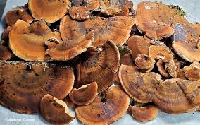 Image result for Ischnoderma resinosum