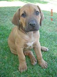 Maybe you would like to learn more about one of these? Free Classifieds On Gumtree South Africa Dog Mixes Dogs Boerboel