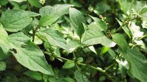 புற்றுநோயை விரட்டி அடிக்கும் மணத்தக்காளி கீரை- Manathakkali Keerai Benefits