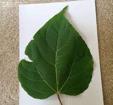 Plant Identification Closed Tree With Large Heart Shaped Leaves 1 By Hillegonda