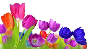 The Fascinating Origins Of 12 Beautiful Flower Names Mental Floss