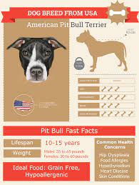 Blue Nose Pitbull Lifespan Complete Health Guide Infographic