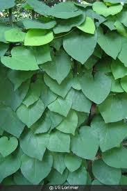 Image result for Aristolochia hockii