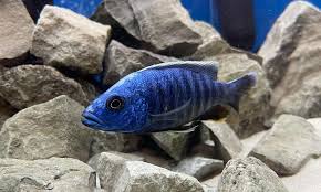 The electric blue african cichlid does well with other lake malawi cichlids when provided with a spacious, rocky tank of 70 gallons or more. African Cichlids Aquariumfishcity Guide For Fishes And Aquarium Lovers