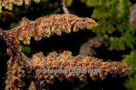 Image result for Cheilanthes similis