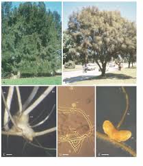 Image result for Casuarina verticillata