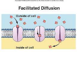 Facilitated Diffusion Welcome To Biology