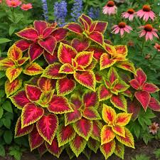 Image result for Coleus longipetiolatus