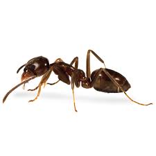 Apply orange guard fire ant control directly to the mound. Ants Resources Products Mgk Insect Control Solutions