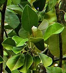 Image result for Manilkara kauki