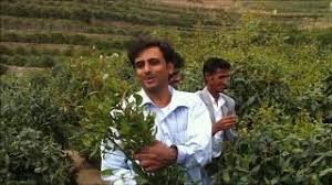 الكاثينون موجود كأمفيتامين يحدث بشكل طبيعي مشتق من نبات القات. Ø§Ø¬Ù…Ù„ ÙˆØ§Ø­Ù„Ù‰ Ù‚Ø§Øª Ù…Ù† Ù…Ø²Ø§Ø±Ø¹ Ø§Ù„Ù‚Ø§Øª Ø§Ù„Ø´Ø§Ù…ÙŠ Ù…Ø¹ Ù‚Ø·Ù Ø§Ù„Ù‚Ø§Øª Youtube