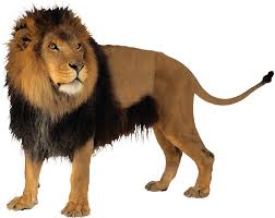 Discover 229 free imagenes en png images with transparent backgrounds. Lions Png Images And Lion Clipart Free Download Free Transparent Png Logos