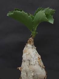 Image result for Cyphostemma quinatum