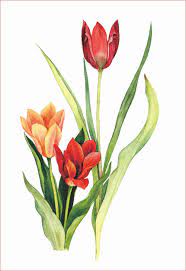 Maybe you would like to learn more about one of these? 30 Gambar Sketsa Bunga Mudah Bunga Matahari Mawar Tulip Sakura Teratai Sepatu Melati Dll Seni Budayaku