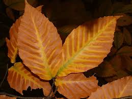As the year progresses they tend to gain a hint of bitterness and by the time winter rolls in, what is left is shriveled and somewhat. Edible Trees Foraging For Food From Forests American Forests