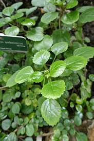 Image result for Coleus amboinicus