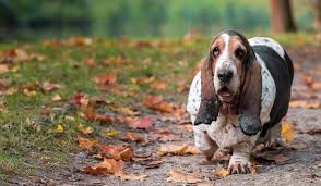 Image result for basset hound