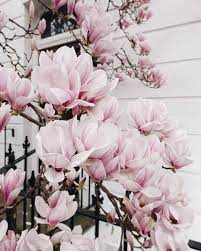 Semper Fidelis Chelsea London Ksenia Skos In 2020 Pretty Flowers Flower Aesthetic Beautiful Flowers
