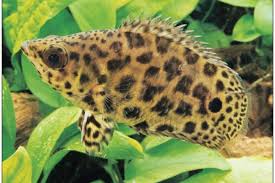 26 Most Popular Anabantoids Fish Gourami Betta In 2020 Fish Betta Fish Care