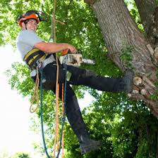The cost of tree removal varies depending on several factors from tree height, the number of branches, trunk diameter, and location/ access to the. Tree Lopping Sunshine Coast Sunshine Coast Tree Lopping
