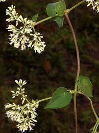 Image result for Mikania