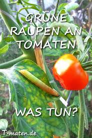 Kleine Grune Raupen An Tomaten Was Tun Tomaten Tomaten Garten Tomatenanbau