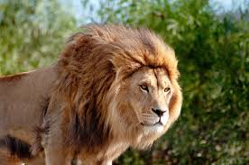 Pin On Lions