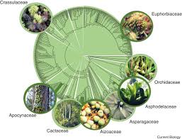 During dry periods, roots will shrivel up and break off to conserve the plant's water supply. Succulent Plants Current Biology