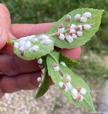 Image result for puklice na orchideích obrázek