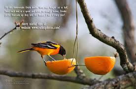 The baltimore oriole (and all american orioles) are actually members of the blackbird family, so are related to tricolored blackbird. How To Make A Baltimore Oriole Feeder 6 Steps Backyard Birds Orioles Bird Feeders