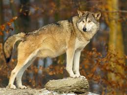To understand, pause and admire the power of a pack of wolves running through deep snow. Wolf Canis Lupus Brief Fact Sheet Euronatur